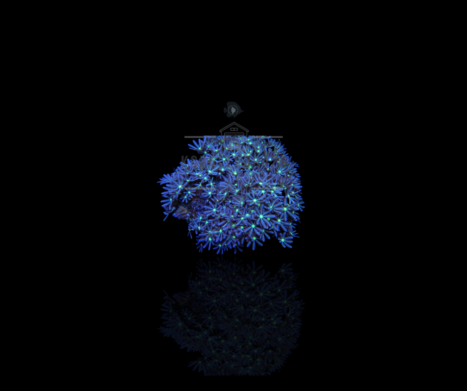 Knopia Octocontacanalis